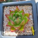 봉황슈퍼 이미지