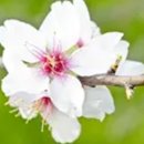아몬드(Almond)