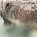 댕댕스파 이미지