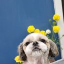 멍멍's 연구소 이미지