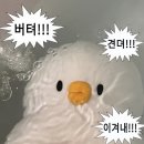 탐이나인형방 | 개강한 대학생의 개강하지못한 3월 일상