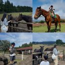 세화유치원 | 제주 아이와 가볼만한곳 추천 승마체험 먹이주기 모두 즐길 수 있는 [어승생승마장]