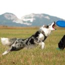 펫 갤러리아 이미지