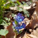 야생화민박 이미지