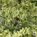 레드울프 이미지