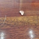 포낙보청기 대구중구센터 | 대구중구보청기 센터 엄마랑 CIC 보청기 하고 온 후기