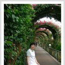 장미꽃길 1 이미지