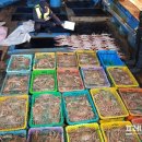 동해-단속-25 이미지