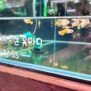 피쉬갤러리 - 천안시 서북구 월봉5길 25 | [청주수족관]피쉬갤러리 오창점 방문후기