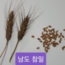 참밀 Daum카페