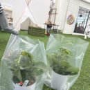 나래농장 | 일산 아이랑 가볼만한곳 파릇파릇 예약제 체험농장!