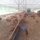 인암농원 이미지