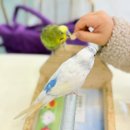 리프패럿 롯데마트 광복점 이미지