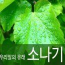 소나기의 정의, 어원, 유래/설화, 비의 종류 이미지