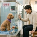 아이 러브 펫 | 강아지 보험 추천 비교 후기 및 딱 맞는 가격 선택법