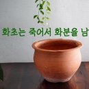 과일 씨앗 버리지마세요.버려지는 과일 씨앗으로 반려식물 키우기 이미지