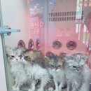 마이리틀프렌드 - 남구 삼산로94번길 19-24 | 마이리틀프렌드