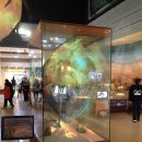 서대문자연사박물관 이미지