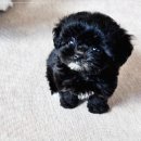 블리독수원점 고양이강아지분양 미니비숑프리제말티푸포메입양 이미지