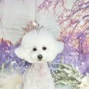 메종VIP203 이미지