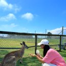 (주)투어웨이 | 시드니 블루마운틴 포트스테판 투어 시닉월드 스카이웨이 입장권 페더데일 동물원 놀러와시드니