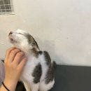 사분의삼 | 김해 고양이 카페 내외동 캣과 사분의 삼 다녀온 찐 후기
