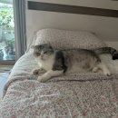 행복이불 이미지