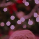 행복한 강아지 이미지