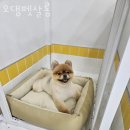 오댕펫살롱 이미지