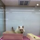 요미독 강아지분양 요미캣 고양이분양 목동점 이미지