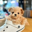 독스캣 강아지고양이 수원점 | 수원 강아지분양 독스캣강아지고양이 수원점 평생 동반자를 만나는 순간