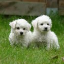 프리제(frise) 이미지