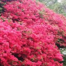 섬진강변 철쭉길 이미지