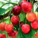 so tree farm 이미지