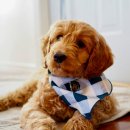 레알피부전문동물병원 이미지