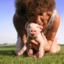 돼지 사육 농장의 지옥같은 돼지의 일생 : 출생에서 도살까지 이미지