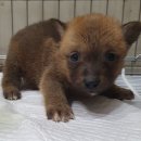 서울대동물종합병원 이미지