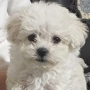 이모네 강아지 이미지