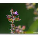 좀딱취,큰여우콩,멧대추, 자주쥐꼬리망초, 말오춤대 이미지