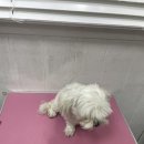일산제일동물병원 네이버블로그