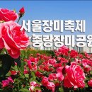 서울장미축제(중랑장미공원).. 이미지