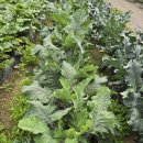 미르네농장 이미지