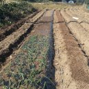 방아농장 이미지