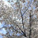 문원청계길 39-14 | [과천] 과천 서울랜드 · 서울대공원 · 청계산 무료 주차 개꿀팁 / 샛길 바로 앞, 갤러리 카페 "시오...