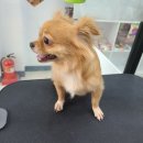 착한애견미용 이미지