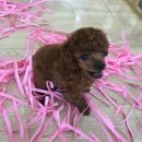 An's 명품펫 애견백화점 이미지