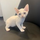 제이제이캣 이미지