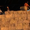 건초사료 이미지