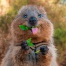 조규동 | 웅냐냥?