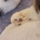 청춘 고양이 카페 이미지